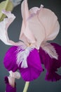 Iris Bud. artificial flower. Purple with feathers. Royalty Free Stock Photo