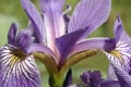 Purple Iris bud closeup showing delicate pink center Royalty Free Stock Photo