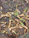 Iris Bulbs in a Flower Bed