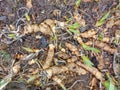 Iris Bulbs in a Flower Bed