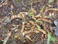 Iris Bulbs in a Flower Bed