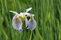 Iris chrysographes blue form flower Royalty Free Stock Photo