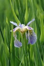 Iris chrysographes blue form flower Royalty Free Stock Photo
