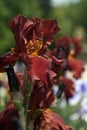 Iris Closeup Royalty Free Stock Photo