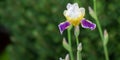 Iris, lily with creme-white, yellow and violet colors flowering in spring garden