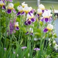 Iris with creme-white, yellow and violet colors flowering in spring garden with foxglove and perennial plants