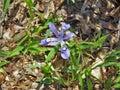 Dwarf Crested Iris Wildflower Bloom