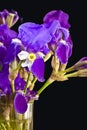 Iris croatica Royalty Free Stock Photo