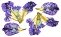 Iris dark blue, purple perspective, dry delicate yellow flowers Royalty Free Stock Photo