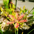 Iris Domestica in full bloom Royalty Free Stock Photo