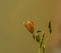 Iris domestica orange bloom with yellow background Royalty Free Stock Photo