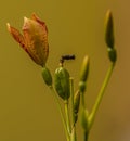 Iris domestica orange bloom with yellow background Royalty Free Stock Photo