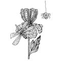 Iris dragonfly, ladybugs, spider monochrome hand drawn zenart sketch design element Royalty Free Stock Photo