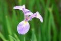 Iris ensata Thunb. flower Royalty Free Stock Photo