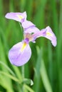 Iris ensata Thunb. flower Royalty Free Stock Photo