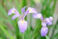 Iris ensata Thunb. flower Royalty Free Stock Photo