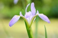 Iris ensata Thunb. flower Royalty Free Stock Photo