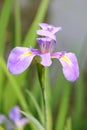 Iris ensata Thunb. flower Royalty Free Stock Photo