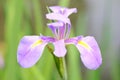 Iris ensata Thunb. flower Royalty Free Stock Photo