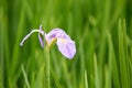 Iris ensata Thunb. flower Royalty Free Stock Photo