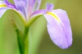 close-up look of Iris ensata Thunb. flower Royalty Free Stock Photo