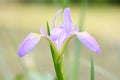 Iris ensata Thunb. flower Royalty Free Stock Photo