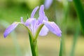 Iris ensata Thunb. flower Royalty Free Stock Photo