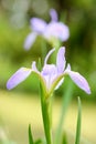 Iris ensata Thunb. flower Royalty Free Stock Photo