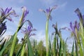 Iris ensata Royalty Free Stock Photo