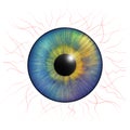 Iris eyes. Human iris with blood veins. Eye illustration Royalty Free Stock Photo