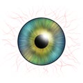 Iris eyes. Human iris with blood veins. Eye illustration. Creative graphic design Royalty Free Stock Photo