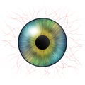 Iris eyes. Human iris with blood veins. Eye illustration. Creative graphic design Royalty Free Stock Photo