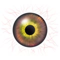 Iris eyes. Human iris with blood veins. Eye illustration. Multicolored eye. Creative digital design