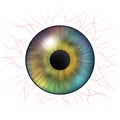 Iris eyes. Human iris with blood veins. Eye illustration. Multicolored eye isolated on white Royalty Free Stock Photo