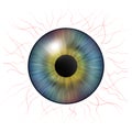 Iris eyes. Human iris with blood veins. Eye illustration. Multicolored eye isolated on white Royalty Free Stock Photo