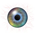 Iris eyes. Human iris with blood veins. Eye illustration. Multicolored eye on a white background Royalty Free Stock Photo