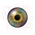 Iris eyes. Human iris with blood veins. Illustration of an eye. Creative digital design Royalty Free Stock Photo