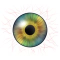 Iris eyes. Human iris with blood veins. Illustration of an eye. Creative graphic design Royalty Free Stock Photo