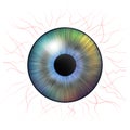 Iris eyes. Human iris with blood veins. Illustration of an eye. Multicolored eye isolated on white Royalty Free Stock Photo