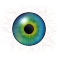 Iris eyes. Human iris with blood veins. Illustration of an eye. Multicolored eye on a white background Royalty Free Stock Photo