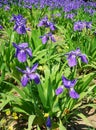 Iris field