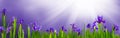 iris field on abstract purple colorful sunny background