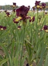 Iris field in Keizer Oregon. Royalty Free Stock Photo