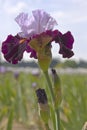 Iris field in Keizer Oregon. Royalty Free Stock Photo