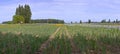 Iris field in Keizer Oregon. Royalty Free Stock Photo