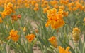 Iris field in Keizer Oregon.