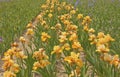 Iris field in Keizer Oregon. Royalty Free Stock Photo