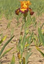 Iris field in Keizer Oregon.