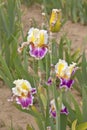 Iris field in Keizer Oregon. Royalty Free Stock Photo