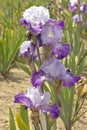 Iris field in Keizer Oregon. Royalty Free Stock Photo